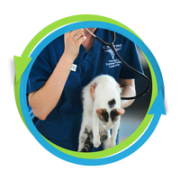 OSHA compliance for veterinarians